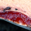 Beefsteak fungus - Fistulina hepatica | Fotografijos autorius : Romas Ferenca | © Macronature.eu | Macro photography web site