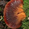 Beefsteak fungus - Fistulina hepatica | Fotografijos autorius : Gintautas Steiblys | © Macronature.eu | Macro photography web site
