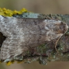 Beržinis pūkanugaris - Tetheella fluctuosa | Fotografijos autorius : Žilvinas Pūtys | © Macrogamta.lt | Šis tinklapis priklauso bendruomenei kuri domisi makro fotografija ir fotografuoja gyvąjį makro pasaulį.