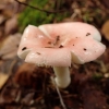 Beržyninė ūmedė - Russula betularum. | Fotografijos autorius : Vitalij Drozdov | © Macrogamta.lt | Šis tinklapis priklauso bendruomenei kuri domisi makro fotografija ir fotografuoja gyvąjį makro pasaulį.