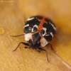 Bervidinis kailiavabalis - Anthrenus scrophulariae | Fotografijos autorius : Vidas Brazauskas | © Macrogamta.lt | Šis tinklapis priklauso bendruomenei kuri domisi makro fotografija ir fotografuoja gyvąjį makro pasaulį.