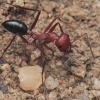 Bicolored Saharan ant - Cataglyphis cf. bicolor | Fotografijos autorius : Gintautas Steiblys | © Macronature.eu | Macro photography web site