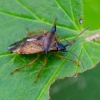 Bilberry shieldbug | Elasmucha ferrugata | Fotografijos autorius : Darius Baužys | © Macronature.eu | Macro photography web site