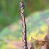 Birch mocha - Cyclophora albipunctata (caterpillar) | Fotografijos autorius : Romas Ferenca | © Macronature.eu | Macro photography web site