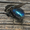 Bird blowfly - Protocalliphora azurea | Fotografijos autorius : Gintautas Steiblys | © Macronature.eu | Macro photography web site