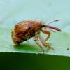 Bird-Cherry Weevil - Anthonomus rectirostris | Fotografijos autorius : Romas Ferenca | © Macronature.eu | Macro photography web site