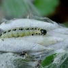 Bird-cherry ermine - Yponomeuta evonymella, catterpilar and cocoons | Fotografijos autorius : Romas Ferenca | © Macronature.eu | Macro photography web site