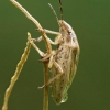 Bishop's mitre shield bug - Aelia acuminata | Fotografijos autorius : Vidas Brazauskas | © Macronature.eu | Macro photography web site