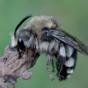 Bitė - Melecta albifrons | Fotografijos autorius : Romas Ferenca | © Macrogamta.lt | Šis tinklapis priklauso bendruomenei kuri domisi makro fotografija ir fotografuoja gyvąjį makro pasaulį.