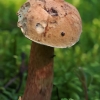 Bitter bolete - Tylopilus felleus | Fotografijos autorius : Gintautas Steiblys | © Macronature.eu | Macro photography web site