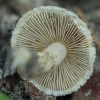 Bittersweet Fibrecap - Inocybe cf. dulcamara | Fotografijos autorius : Gintautas Steiblys | © Macronature.eu | Macro photography web site