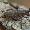 Black Pine Sawyer beetle - Monochamus galloprovincialis ♀ | Fotografijos autorius : Žilvinas Pūtys | © Macronature.eu | Macro photography web site