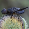 Black banded bee fly - Hemipenthes morio | Fotografijos autorius : Žilvinas Pūtys | © Macronature.eu | Macro photography web site