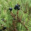 Black crowberry  - Empetrum nigrum | Fotografijos autorius : Gintautas Steiblys | © Macronature.eu | Macro photography web site