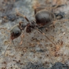 Black garden ant - Lasius niger | Fotografijos autorius : Gintautas Steiblys | © Macronature.eu | Macro photography web site