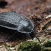 Black snail beetle - Phosphuga atrata | Fotografijos autorius : Gintautas Steiblys | © Macronature.eu | Macro photography web site