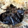 Black snail beetle - Phosphuga atrata | Fotografijos autorius : Ramunė Vakarė | © Macronature.eu | Macro photography web site
