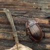 Black snail beetle - Phosphuga atrata | Fotografijos autorius : Vidas Brazauskas | © Macronature.eu | Macro photography web site