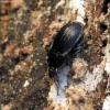 Black snail beetle - Phosphuga atrata | Fotografijos autorius : Ramunė Vakarė | © Macronature.eu | Macro photography web site
