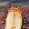 Black-headed Cardinal Beetle - Pyrochroa coccinea, larva | Fotografijos autorius : Gintautas Steiblys | © Macronature.eu | Macro photography web site