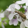 Black-spotted longhorn beetle - Rhagium mordax  | Fotografijos autorius : Saulius Drazdauskas | © Macronature.eu | Macro photography web site