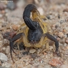 Skorpionas - Hottentotta jayakari | Fotografijos autorius : Žilvinas Pūtys | © Macrogamta.lt | Šis tinklapis priklauso bendruomenei kuri domisi makro fotografija ir fotografuoja gyvąjį makro pasaulį.