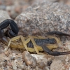 Skorpionas - Hottentotta jayakari | Fotografijos autorius : Žilvinas Pūtys | © Macrogamta.lt | Šis tinklapis priklauso bendruomenei kuri domisi makro fotografija ir fotografuoja gyvąjį makro pasaulį.
