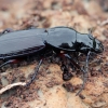 Blackclock ground beetle - Pterostichus sp. | Fotografijos autorius : Gintautas Steiblys | © Macronature.eu | Macro photography web site