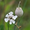 Bladder campion - Silene vulgaris | Fotografijos autorius : Vytautas Gluoksnis | © Macronature.eu | Macro photography web site