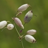 Bladder campion - Silene vulgaris | Fotografijos autorius : Gintautas Steiblys | © Macronature.eu | Macro photography web site