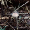 Bleeding Bonnet - Mycena sanguinolenta | Fotografijos autorius : Vitalij Drozdov | © Macronature.eu | Macro photography web site