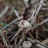 Bleeding Bonnet - Mycena sanguinolenta | Fotografijos autorius : Vitalij Drozdov | © Macronature.eu | Macro photography web site