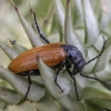Blister beetle - Zonitis cf. immaculata | Fotografijos autorius : Žilvinas Pūtys | © Macrogamta.lt | Šis tinklapis priklauso bendruomenei kuri domisi makro fotografija ir fotografuoja gyvąjį makro pasaulį.