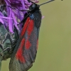 Blood droplet burnet - Zygaena minos | Fotografijos autorius : Gintautas Steiblys | © Macronature.eu | Macro photography web site