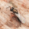 Blowfly chalcid wasp - Nasonia vitripennis | Fotografijos autorius : Gintautas Steiblys | © Macronature.eu | Macro photography web site