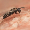 Blowfly chalcid wasp - Nasonia vitripennis | Fotografijos autorius : Gintautas Steiblys | © Macronature.eu | Macro photography web site