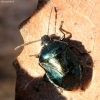 Blue shieldbug - Zicrona caerulea | Fotografijos autorius : Ramunė Vakarė | © Macronature.eu | Macro photography web site