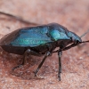 Blue shieldbug - Zicrona caerulea | Fotografijos autorius : Žilvinas Pūtys | © Macronature.eu | Macro photography web site