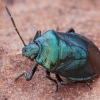 Blue shieldbug - Zicrona caerulea | Fotografijos autorius : Žilvinas Pūtys | © Macronature.eu | Macro photography web site