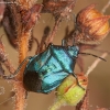 Mėlynoji skydblakė - Zicrona caerulea | Fotografijos autorius : Žilvinas Pūtys | © Macronature.eu | Macro photography web site