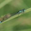 Blue-tailed Damselfly - Ischnura elegans | Fotografijos autorius : Gintautas Steiblys | © Macronature.eu | Macro photography web site