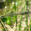 Blue-tailed damselfly - Ischnura elegans, male | Fotografijos autorius : Giedrius Švitra | © Macronature.eu | Macro photography web site