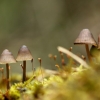 Šalmabudė - Mycena sp. | Fotografijos autorius : Vidas Brazauskas | © Macronature.eu | Macro photography web site
