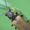 Bordered click beetle - Denticollis linearis | Fotografijos autorius : Vidas Brazauskas | © Macronature.eu | Macro photography web site