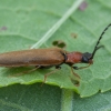 Bordered click beetle - Denticollis linearis | Fotografijos autorius : Žilvinas Pūtys | © Macronature.eu | Macro photography web site