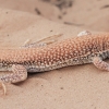 Duméril's Fringe-fingered Lizard - Acanthodactylus dumerilii | Fotografijos autorius : Gintautas Steiblys | © Macronature.eu | Macro photography web site