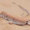 Duméril's Fringe-fingered Lizard - Acanthodactylus dumerilii | Fotografijos autorius : Gintautas Steiblys | © Macronature.eu | Macro photography web site