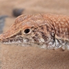 Duméril's Fringe-fingered Lizard - Acanthodactylus dumerilii | Fotografijos autorius : Gintautas Steiblys | © Macronature.eu | Macro photography web site