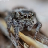 Bowed Jumper - Evarcha arcuata ♀ | Fotografijos autorius : Žilvinas Pūtys | © Macronature.eu | Macro photography web site