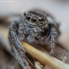 Bowed Jumper - Evarcha arcuata ♀ | Fotografijos autorius : Žilvinas Pūtys | © Macronature.eu | Macro photography web site